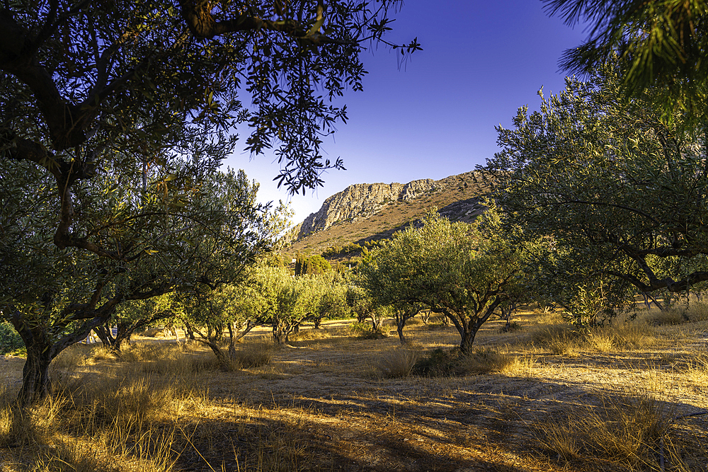 View of olive trees and mountain in background near Piskopiano village, Piskopiano, Crete, Greek Islands, Greece, Europe