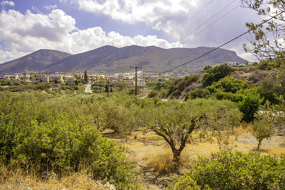 View of olive trees near Piskopiano village, Piskopiano, Crete, Greek Islands, Greece, Europe