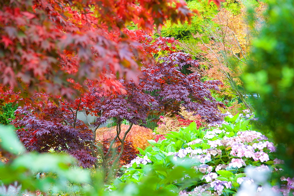 Autumn colours in Grasmere, Lake District, Cumbria, England, United Kingdom, Europe