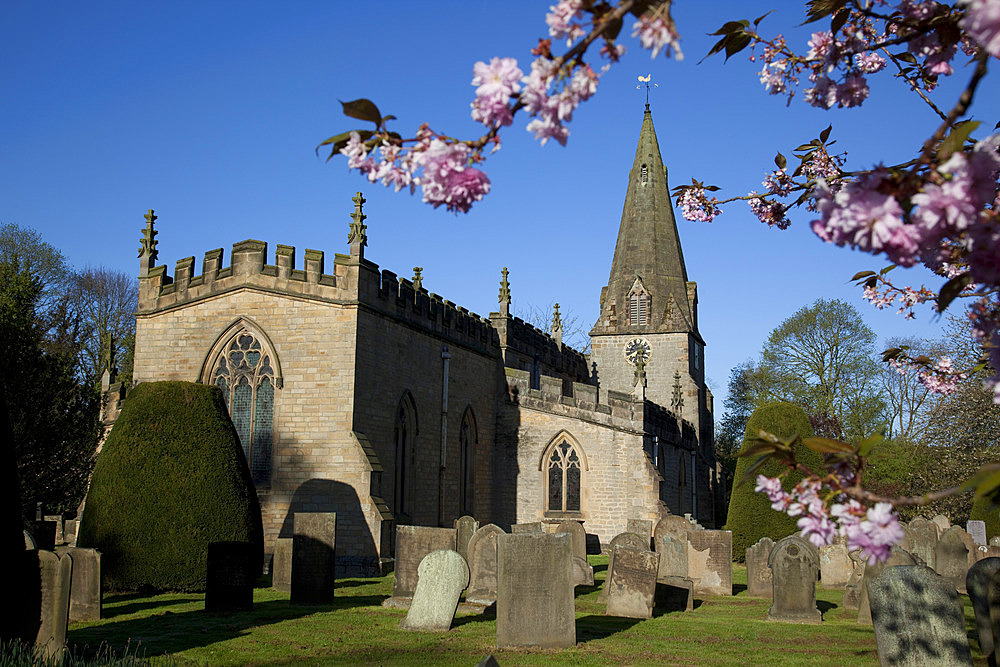 Baslow Parish Church and spring cherry blossom, Derbyshire, England, United Kingdom, Europe