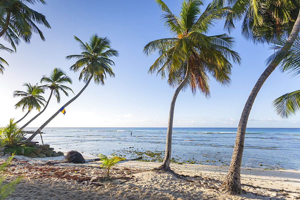 Savannah Beach, Bridgetown, Christ Church, Barbados, West Indies, Caribbean, Central America