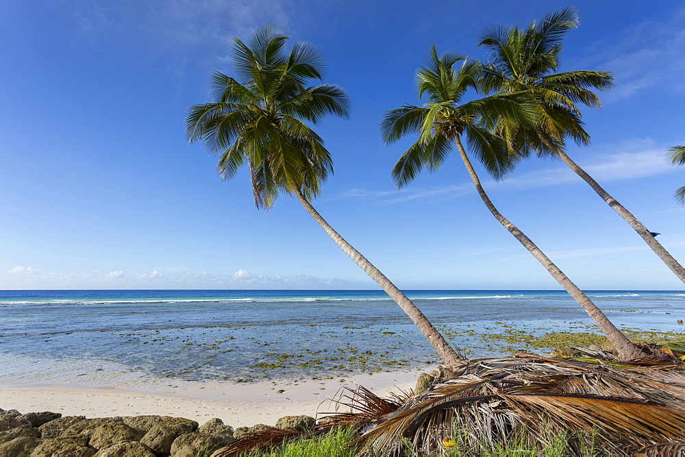 Hastings Beach, Christ Church, Barbados, West Indies, Caribbean, Central America