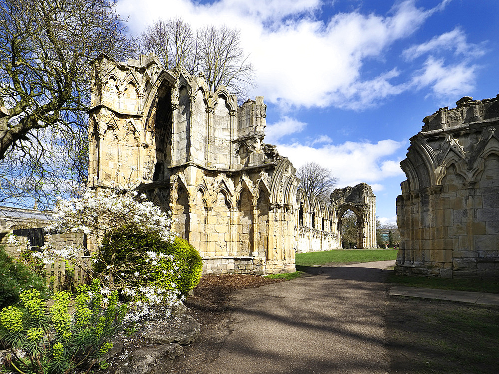 Ruins of St. Marys Abbey in Museum Gardens, York, Yorkshire, England, Unted Kingdom, Europe