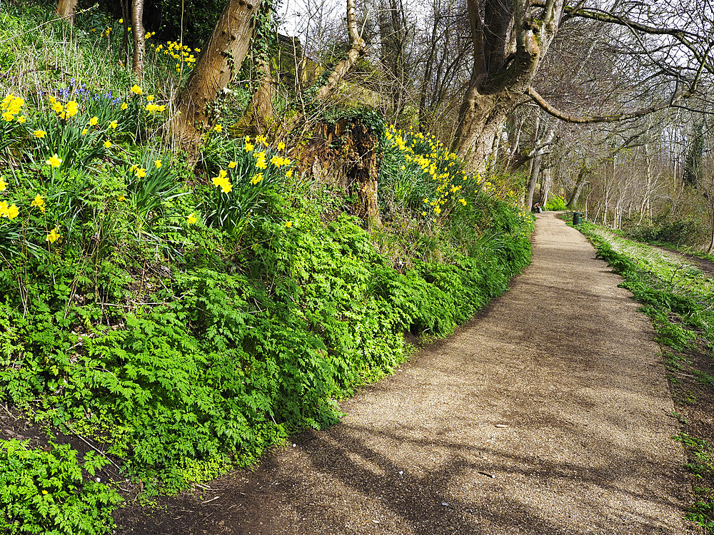 Lade Braes Walk in Spring in St. Andrews, Fife, Scotland, United Kingdom, Europe