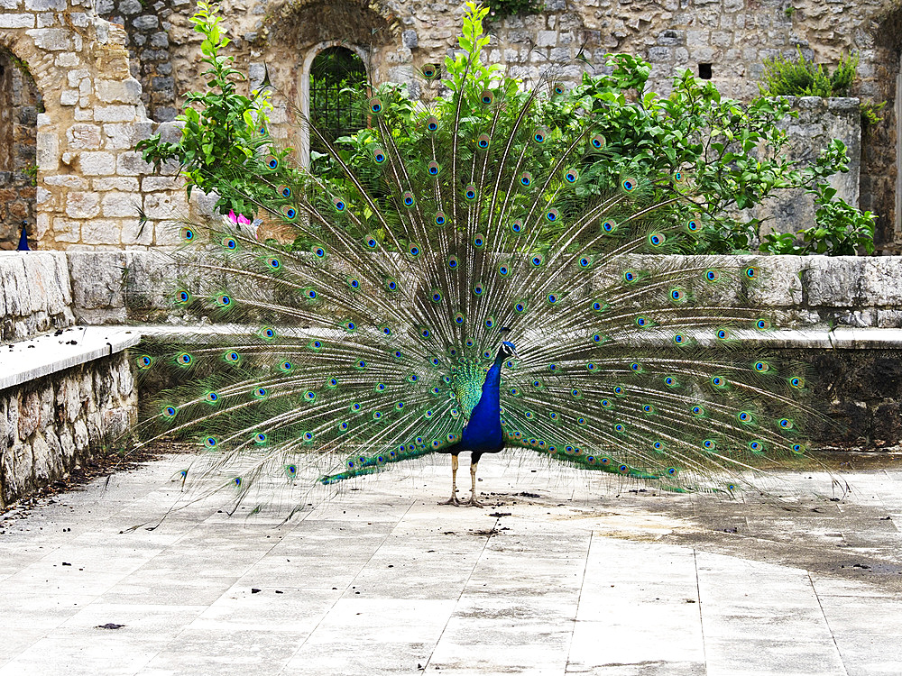 Peacock at the Benedictine Monastery, Lokrum, Croatia, Europe