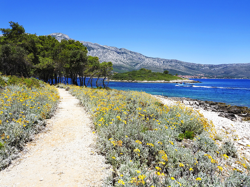 Footpath by the Sea on Badija, Korcula, Croatia, Europe