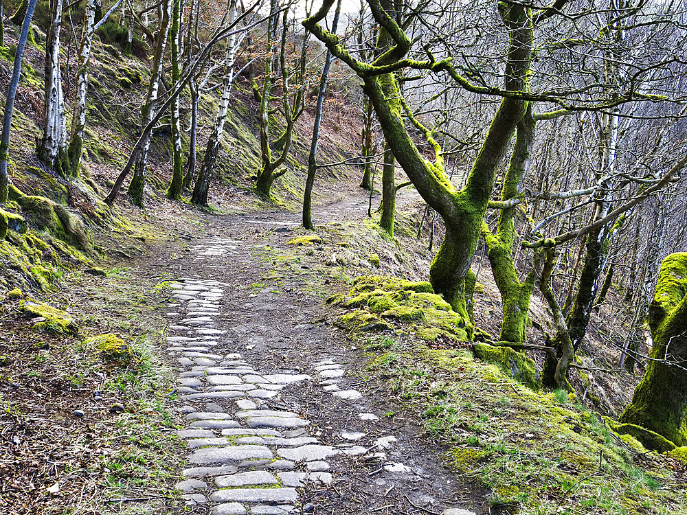 Footpath through Woodland Near Hebden Bridge