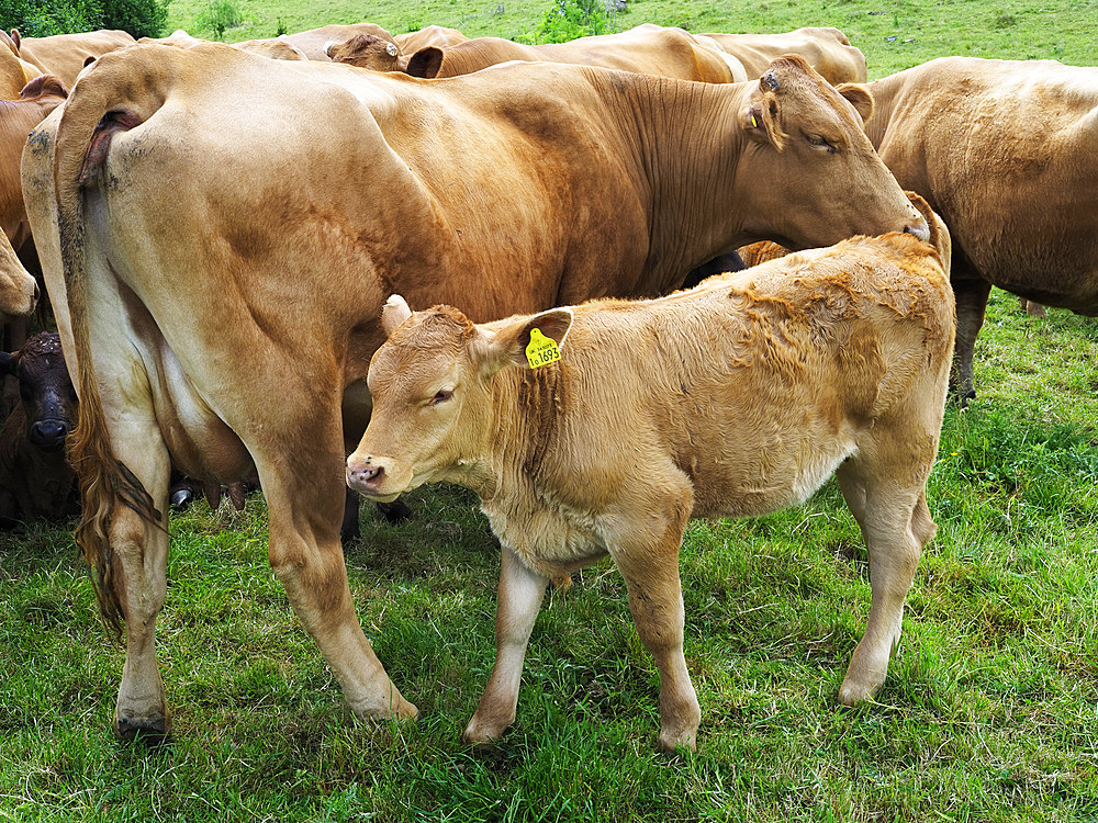 Cow and Calf near Iford in Wiltshire