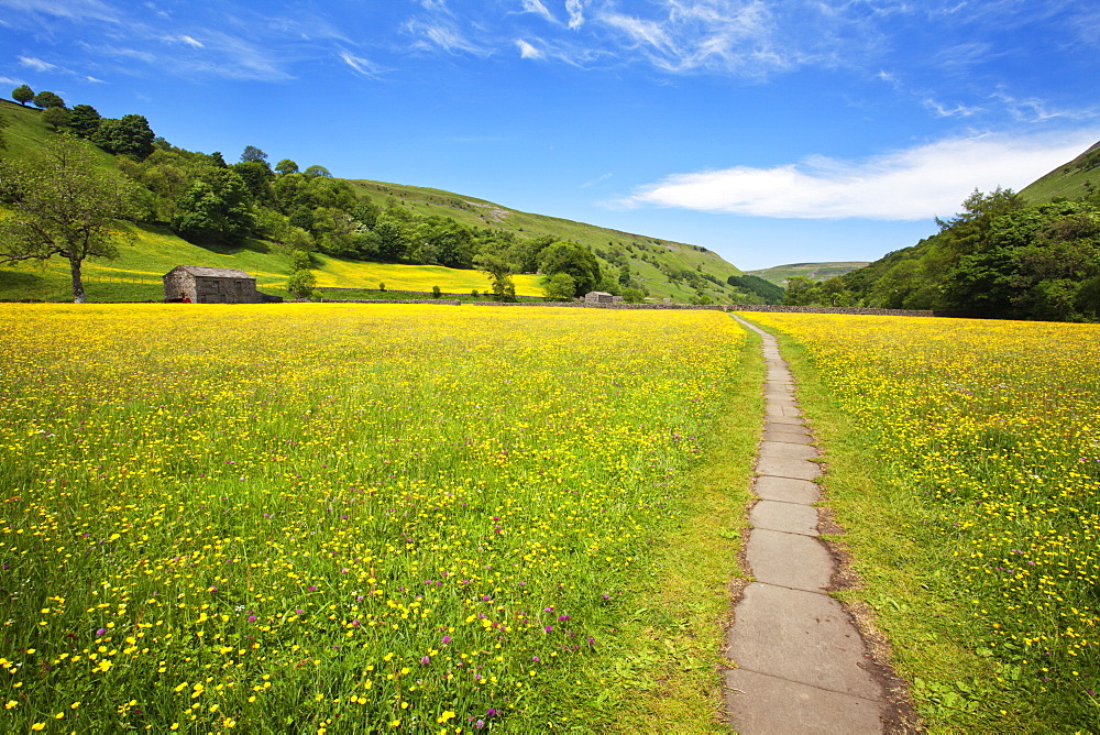 Paved footpath across buttercup meadows at Muker, Swaledale, Yorkshire Dales, Yorkshire, England, United Kingdom, Europe