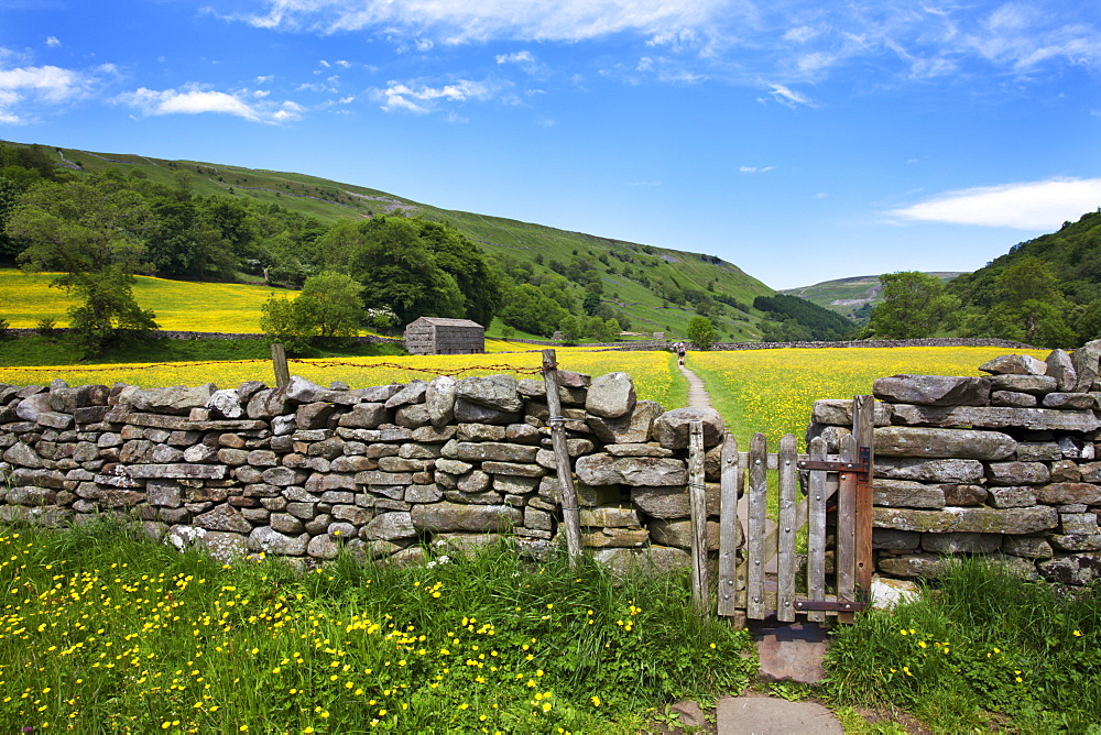 Dry stone wall and gate in meadow at Muker, Swaledale, Yorkshire Dales, Yorkshire, England, United Kingdom, Europe