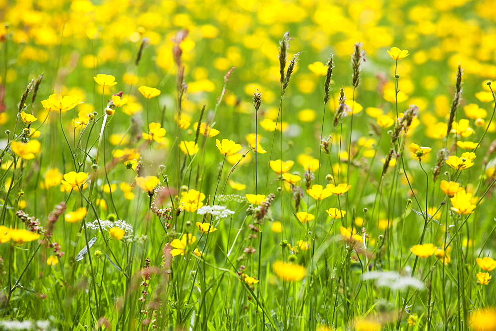 Grasses and flowers in a buttercup meadow at Muker, Swaledale,  Yorkshire Dales, Yorkshire, England, United Kingdom, Europe