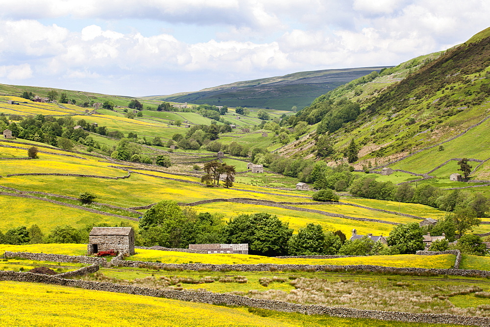 Summer buttercups in Upper Swaledale near Thwaite, Yorkshire Dales, Yorkshire, England, United Kingdom, Europe