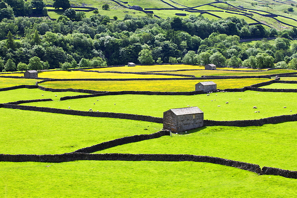 Barns and dry stone walls in meadows at Gunnerside, Swaledale, Yorkshire Dales, Yorkshire, England, United Kingdom, Europe