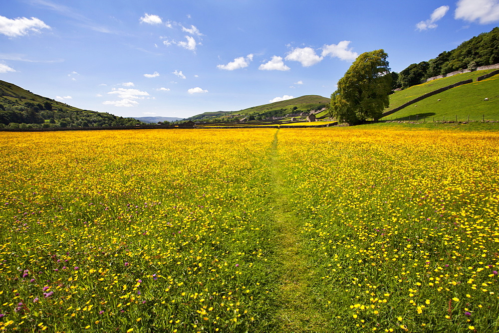 Path across buttercup meadows at Gunnerside in Swaledale, Yorkshire Dales, Yorkshire, England, United Kingdom, Europe