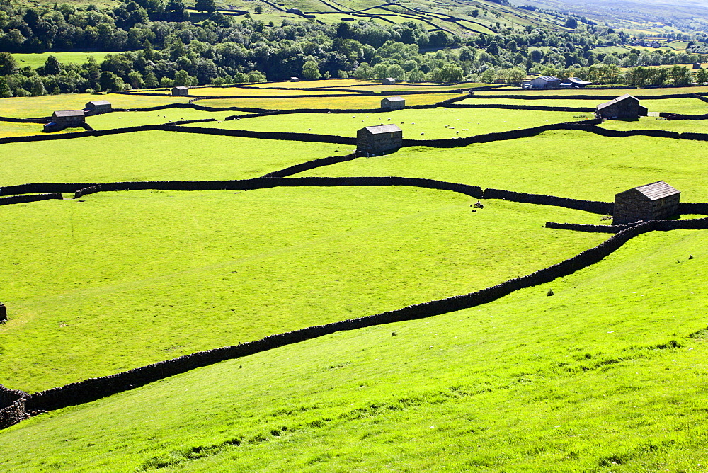 Barn and dry stone walls in meadows at Gunnerside, Swaledale, Yorkshire Dales, Yorkshire, England, United Kingdom, Europe