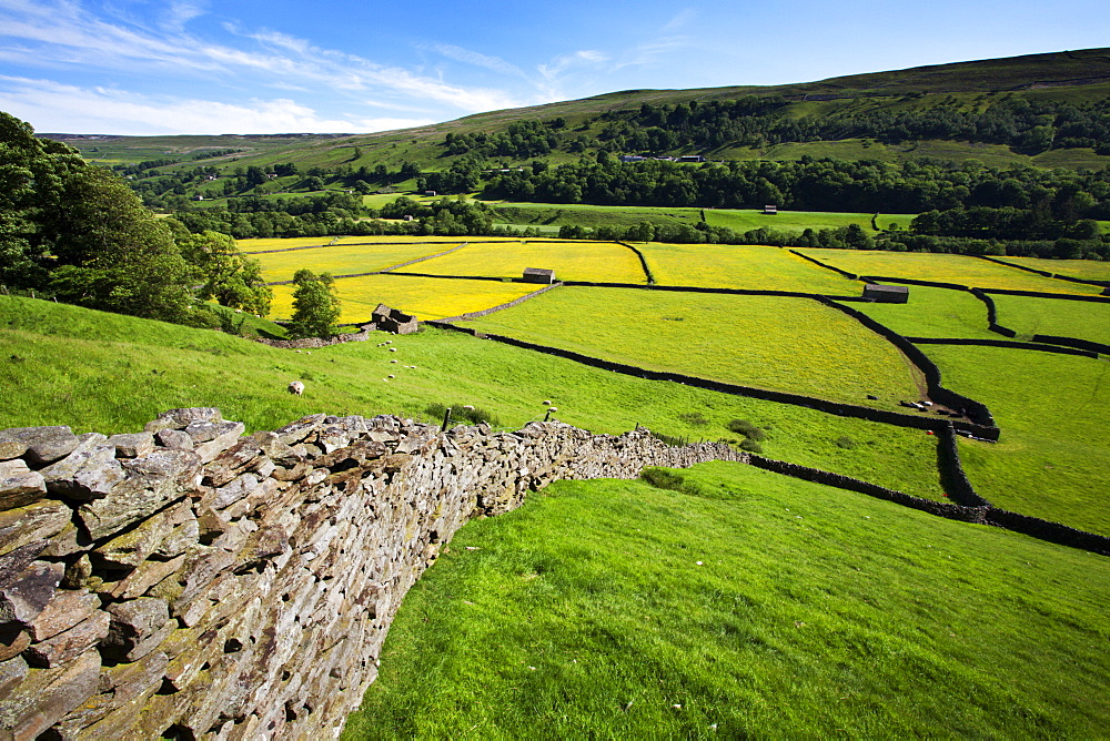 Summer meadows at Gunnerside in Swaledale, Yorkshire Dales, Yorkshire, England, United Kingdom, Europe