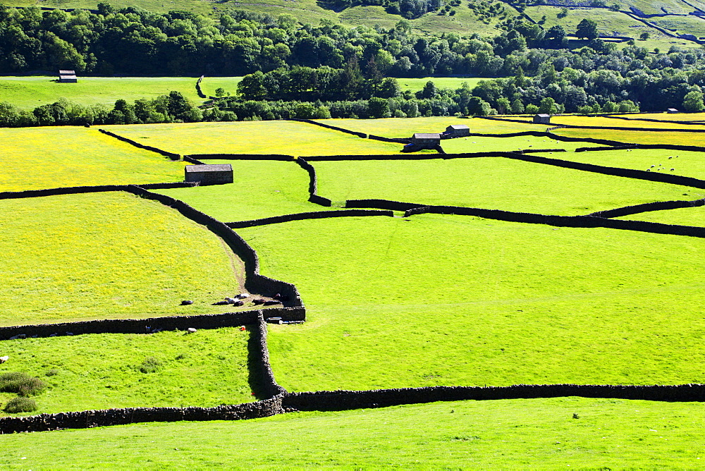 Barn and dry stone walls in meadows at Gunnerside, Swaledale, Yorkshire Dales, Yorkshire, England, United Kingdom, Europe