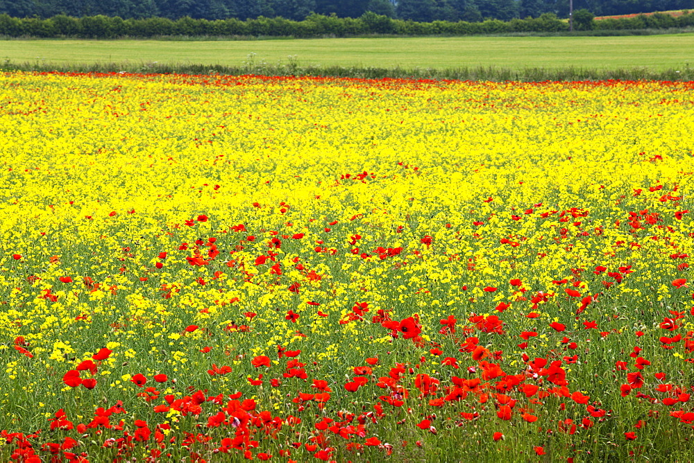 Poppies in an oilseed rape field near North Stainley, Ripon, North Yorkshire, Yorkshire, England, United Kingdom, Europe