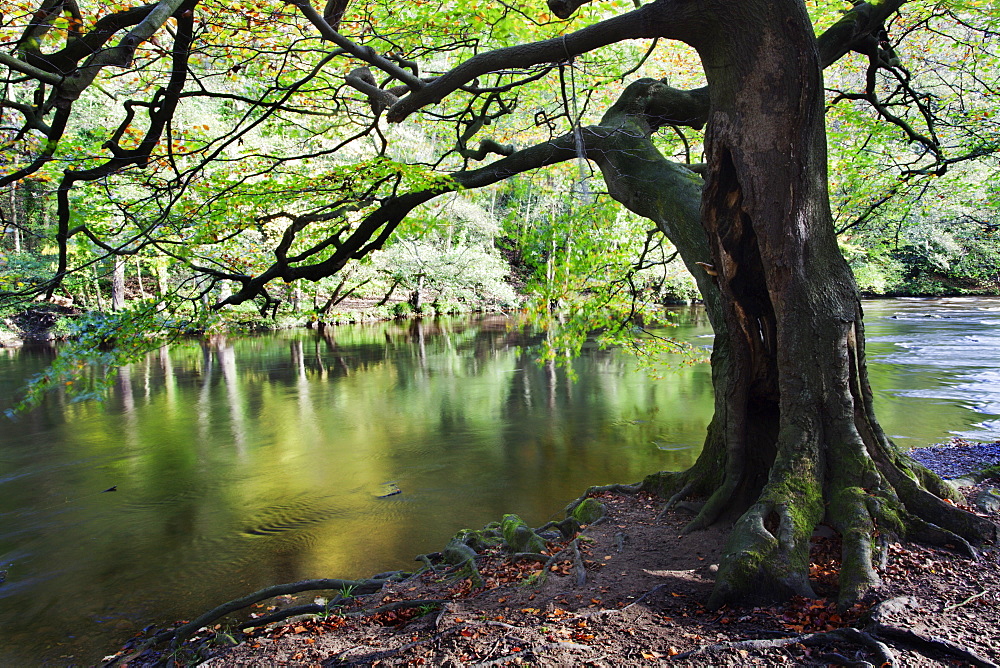 Gnarled old tree by the River Nidd in Nidd Gorge in autumn, near Knaresborough, North Yorkshire, Yorkshire, England, United Kingdom, Europe 