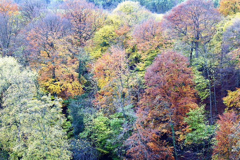 Autumn Trees on Long Walk at Mother Shiptons in Knaresborough North Yorkshire England