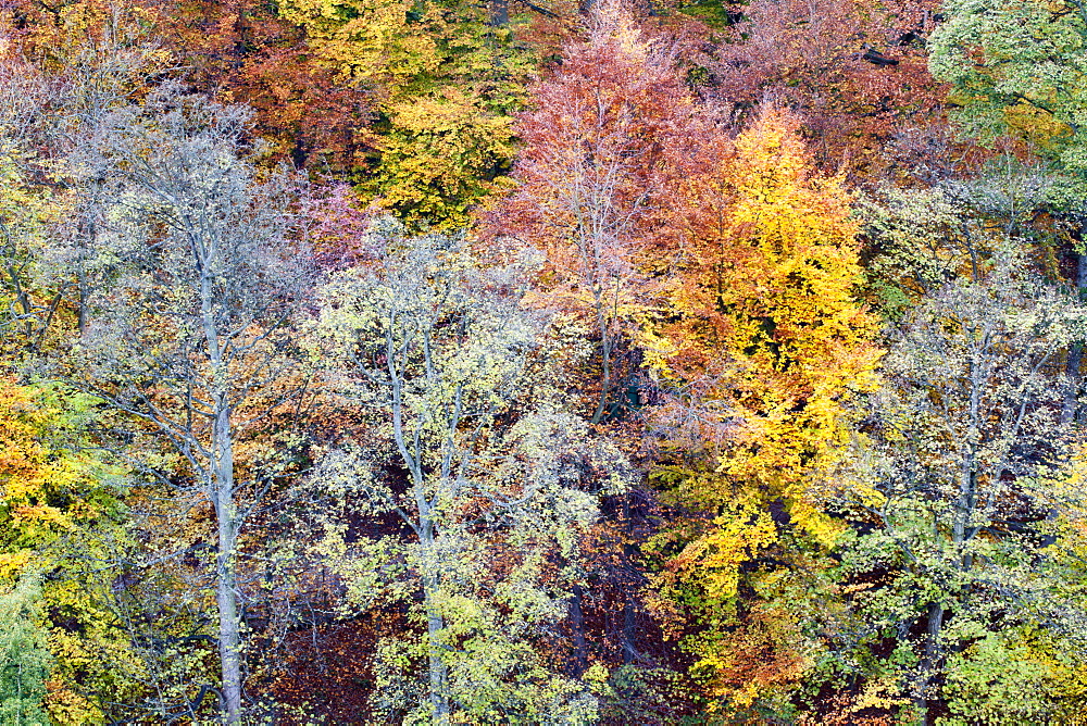 Autumn Trees on Long Walk at Mother Shiptons in Knaresborough North Yorkshire England