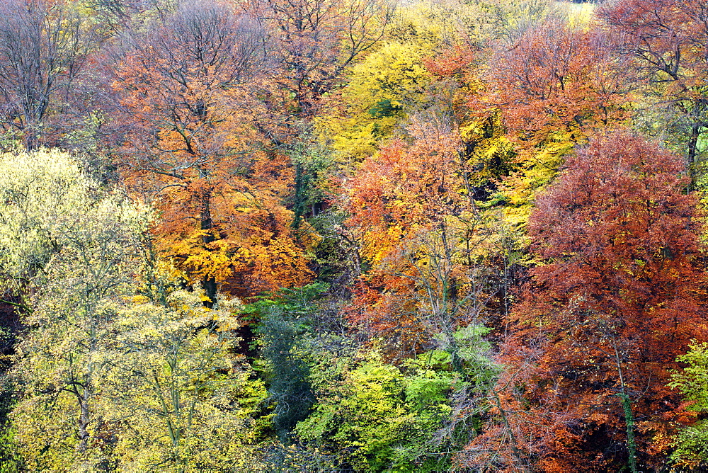 Autumn Trees on Long Walk at Mother Shiptons in Knaresborough North Yorkshire England