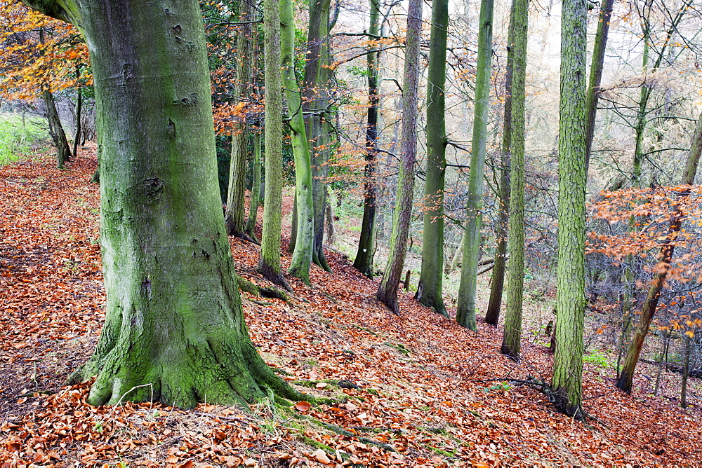 Woodland in autumn near Knaresborough, North Yorkshire, Yorkshire, England, United Kingdom, Europe 