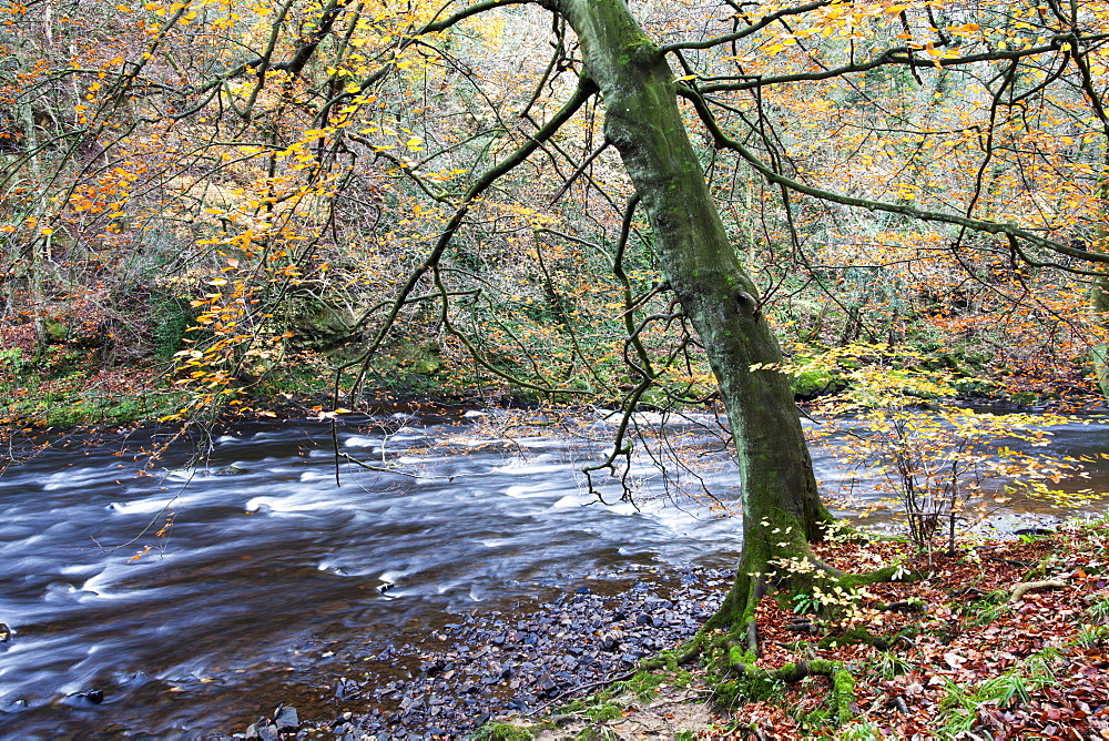 Autumn tree by the River Nidd in Nidd Gorge Woods, Knaresborough, North Yorkshire, Yorkshire, England, United Kingdom, Europe 