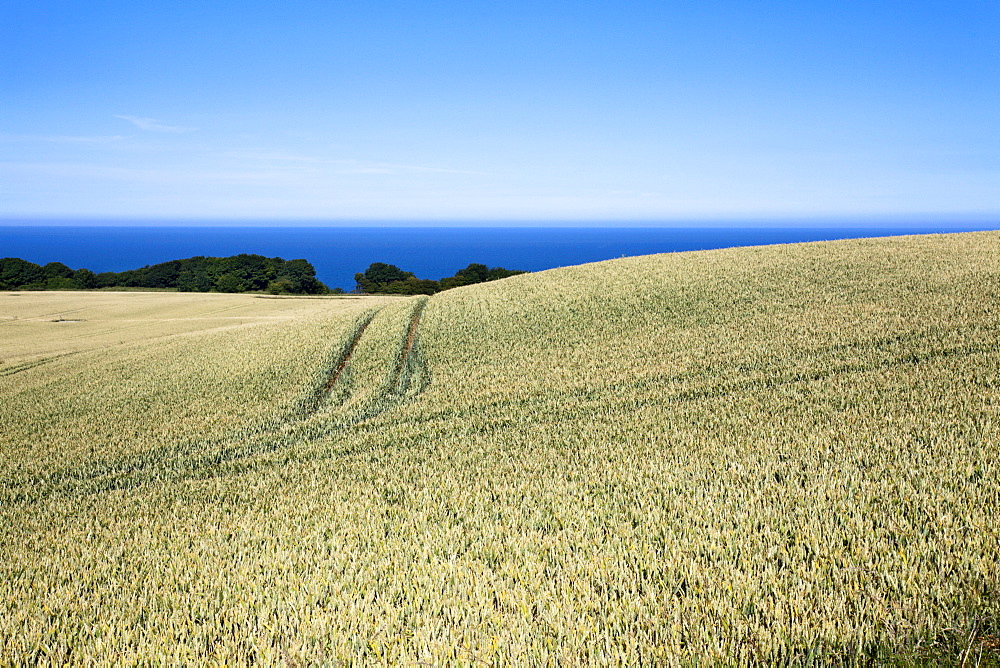 Wheat crop ripening by the North Sea at Osgodby, Scarborough, North Yorkshire, Yorkshire, England, United Kingdom, Europe