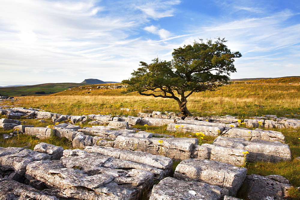 Lone tree at Wilskill Stones with Pen Y Ghent beyond, Settle, Yorkshire, England, United Kingdom, Europe