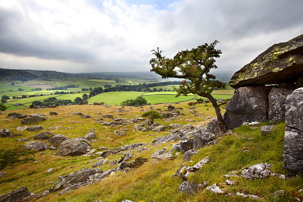 Lone tree above Crummack Dale, Yorkshire, England, United Kingdom, Europe