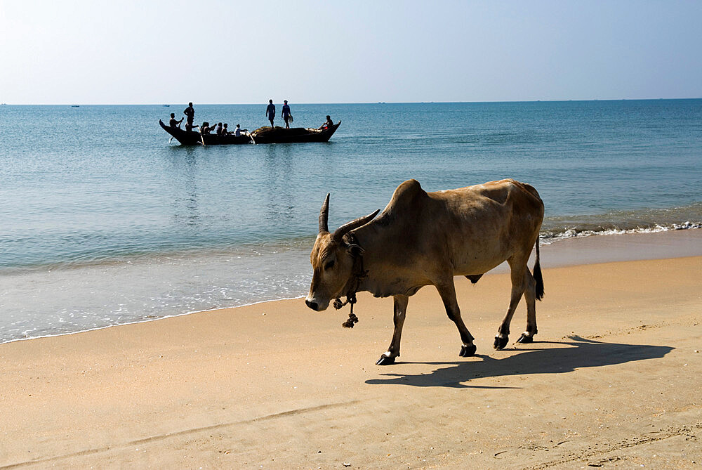 Cattle and fishing boat, Benaulim, Goa, India, Asia