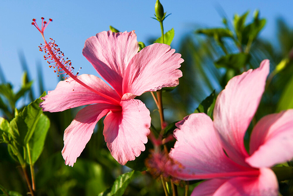 Hibiscus, Goa, India, Asia