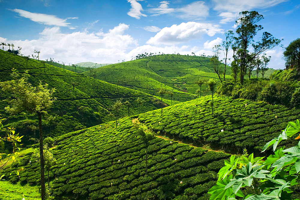 View over tea plantations, near Munnar, Kerala, India, Asia