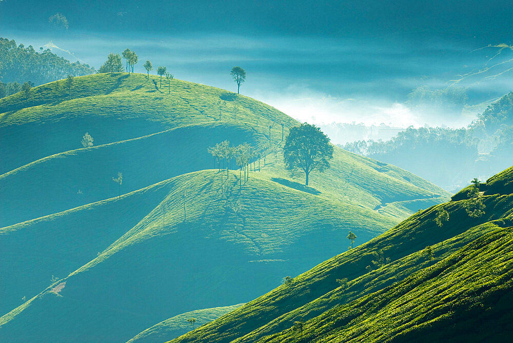 Early morning mist over tea plantations, near Munnar, Kerala, India, Asia