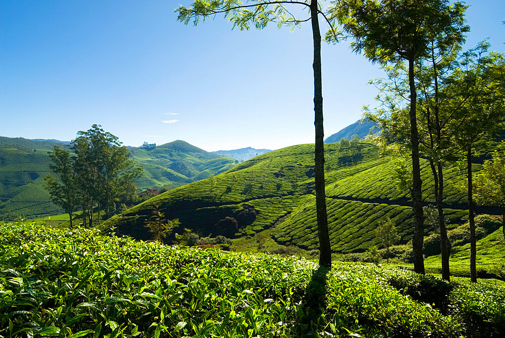 View over tea plantations, near Munnar, Kerala, India, Asia