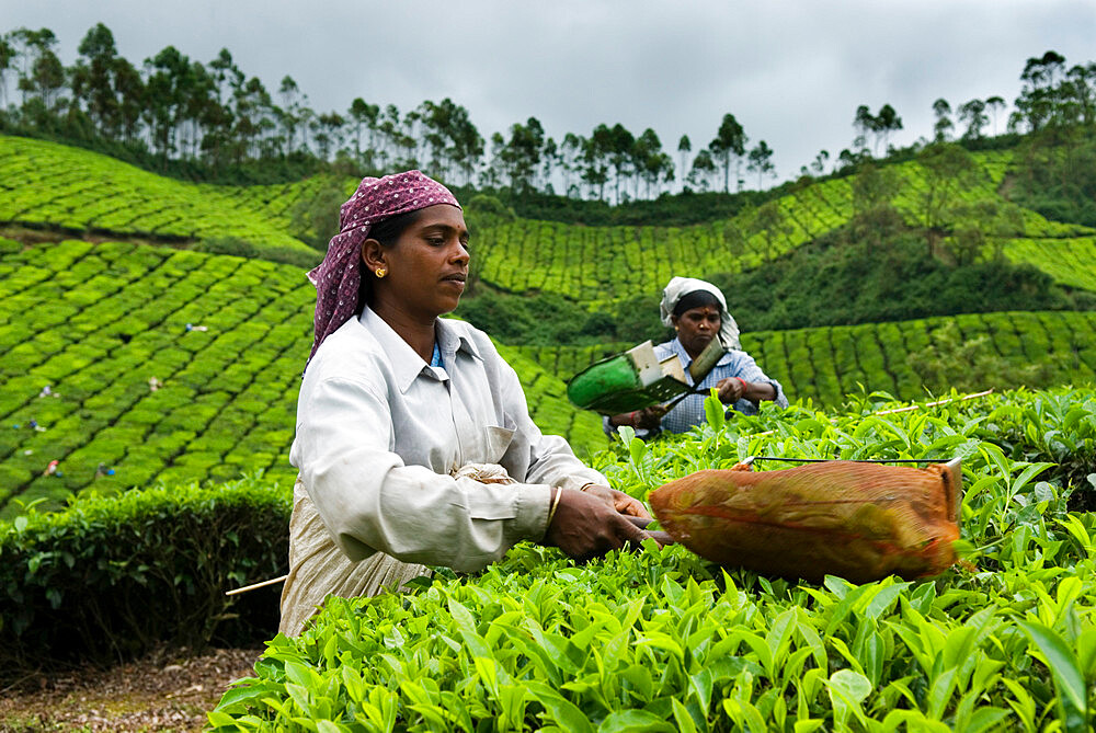 Tea pickers, near Munnar, Kerala, India, Asia