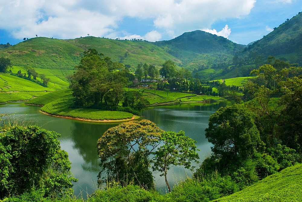 View over Tea Estate, Tamil Nadu, India, Asia