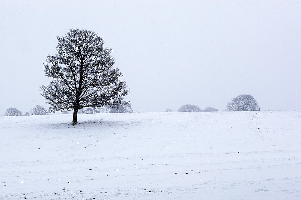 Snowy landscape with trees, Broadwell, Gloucestershire, Cotswolds, England, United Kingdom, Europe