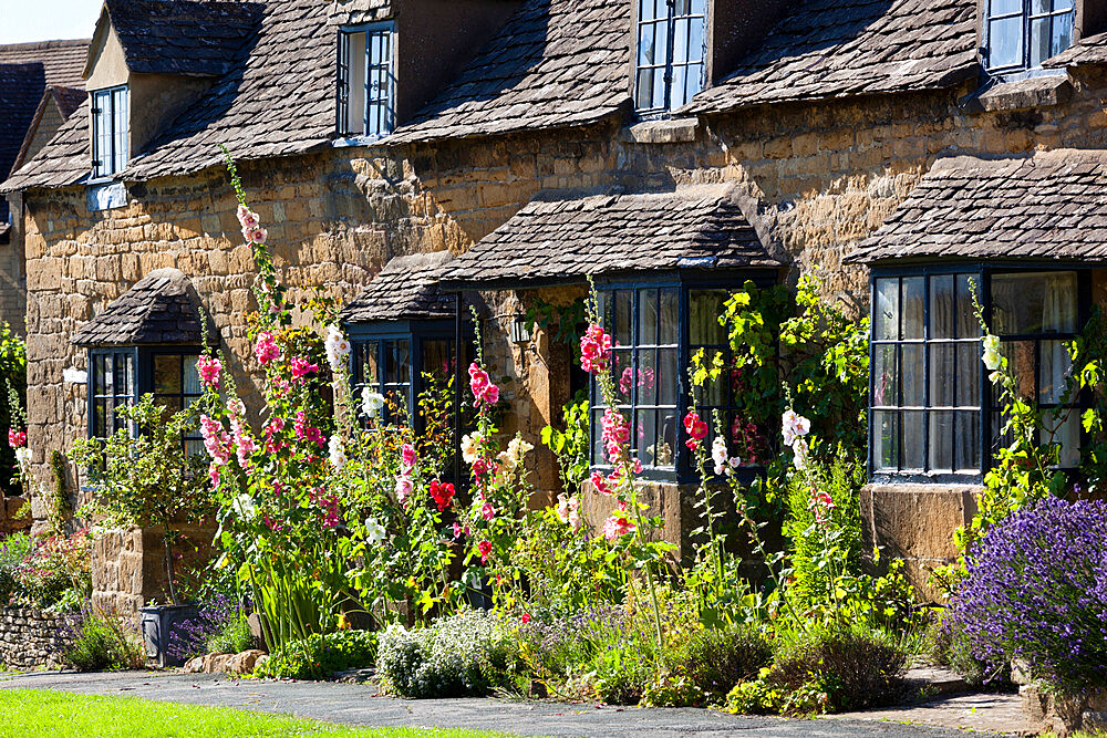 Hollyhocks and Cotswold cottage, Broadway, Worcestershire, Cotswolds, England, United Kingdom, Europe