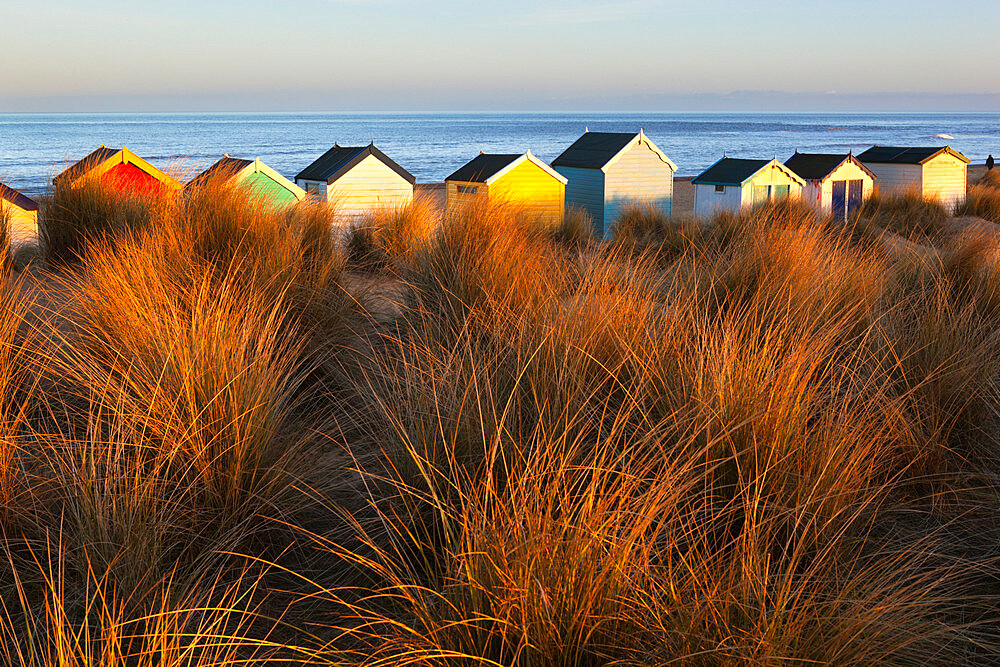 Beach huts amid sand dunes, Southwold, Suffolk, England, United Kingdom, Europe