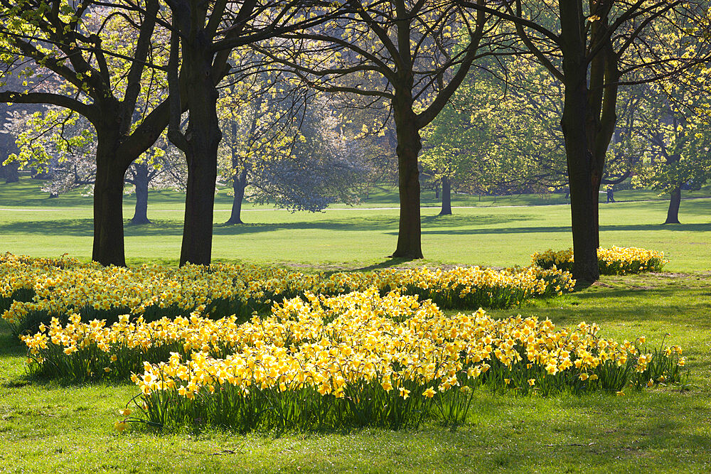 Daffodils, Green Park, London, England, United Kingdom, Europe