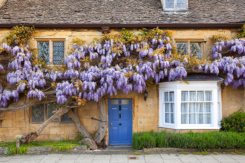 Wisteria fronted cottage, Broadway, Worcestershire, England, United Kingdom, Europe