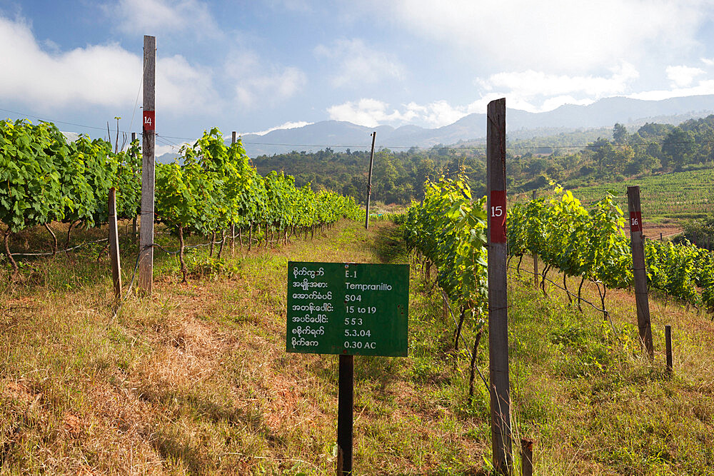 Red Mountain Estate winery, Nyaungshwe, Inle Lake, Shan State, Myanmar (Burma), Asia