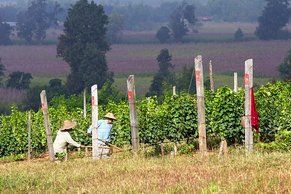 Red Mountain Estate winery, Nyaungshwe, Inle Lake, Shan State, Myanmar (Burma), Asia