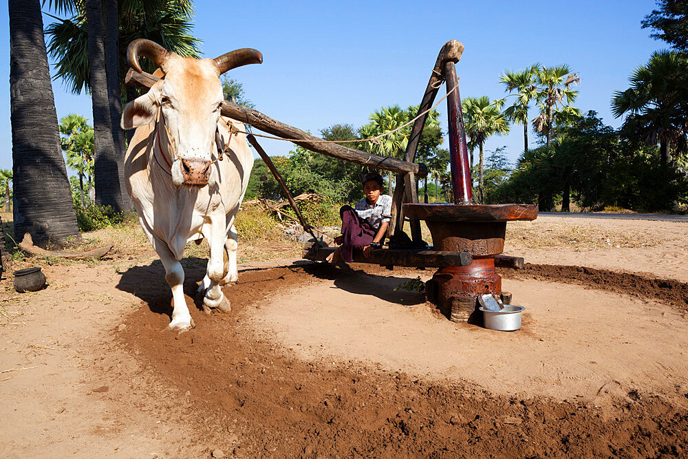 Grinding peanuts into peanut oil by ox, Bagan, Central Myanmar, Myanmar (Burma), Asia