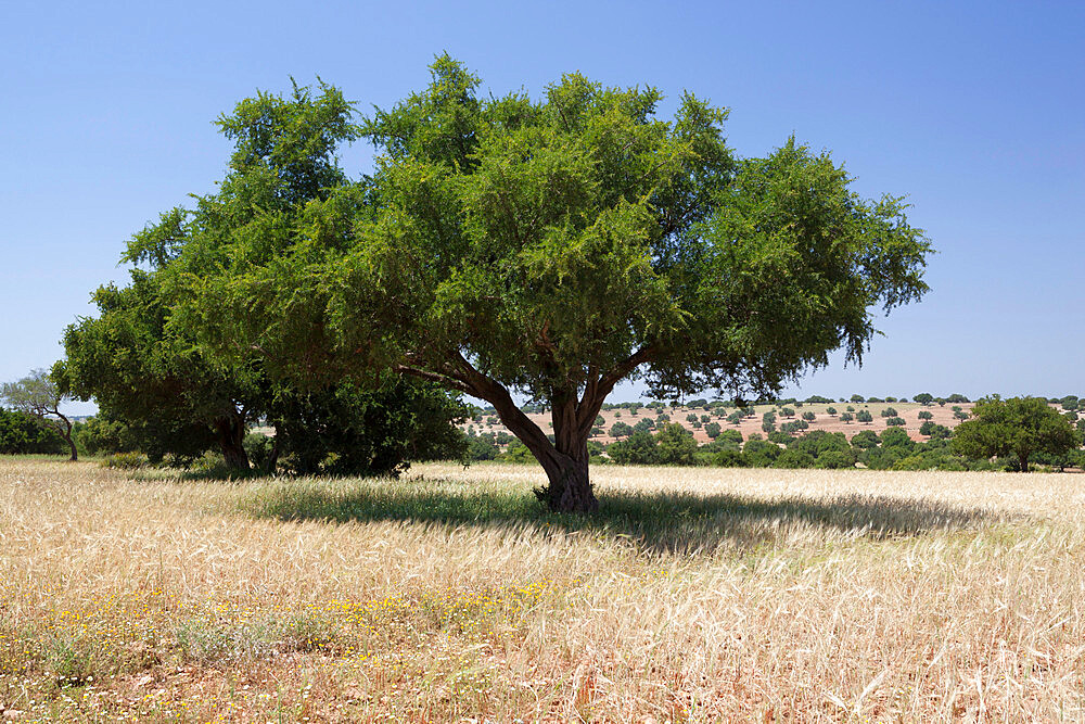 Argan trees, near Essaouira, Morocco, North Africa, Africa