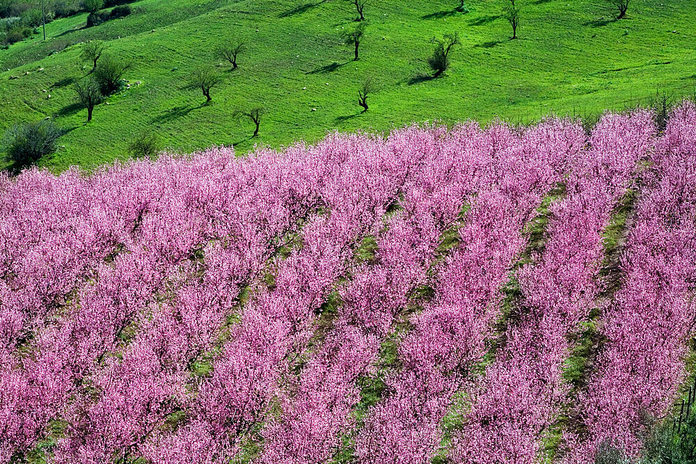 Pink almond blossom, near Cesaro, Sicily, Italy, Europe