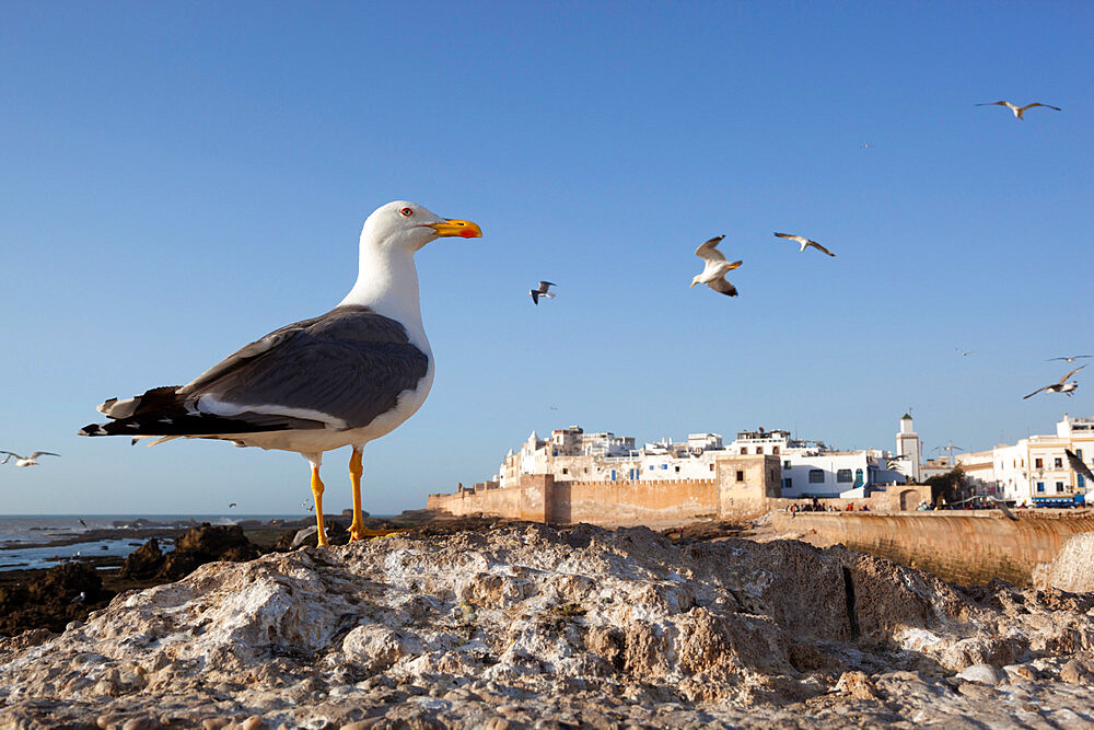 Seagulls and the medina and ramparts, Essaouira, Atlantic coast, Morocco, North Africa, Africa