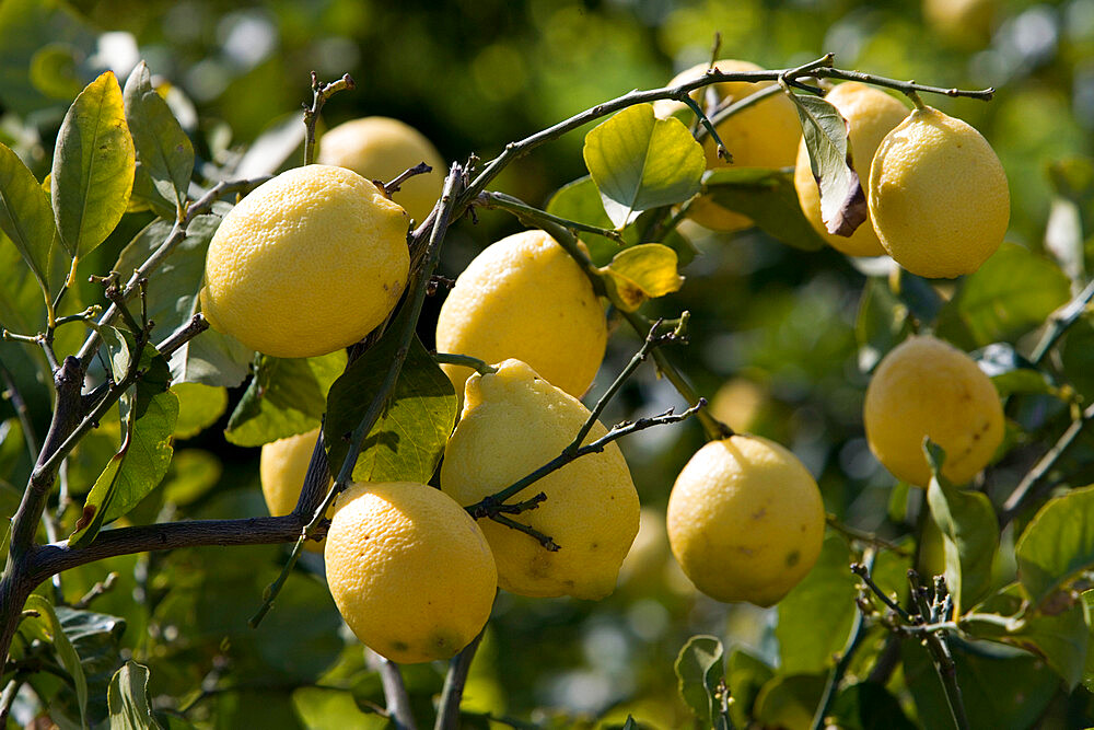 Lemons on branch, Sicily, Italy, Europe